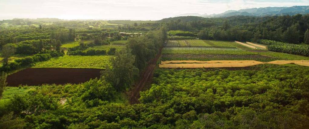 How to Prepare for Your Oahu Zipline Adventure with CLIMB Works