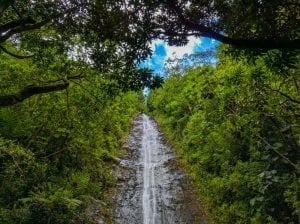 Manoa Falls in Oahu