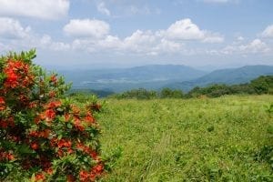 flam azaleas at gregory bald