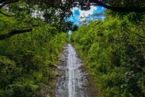 manoa falls