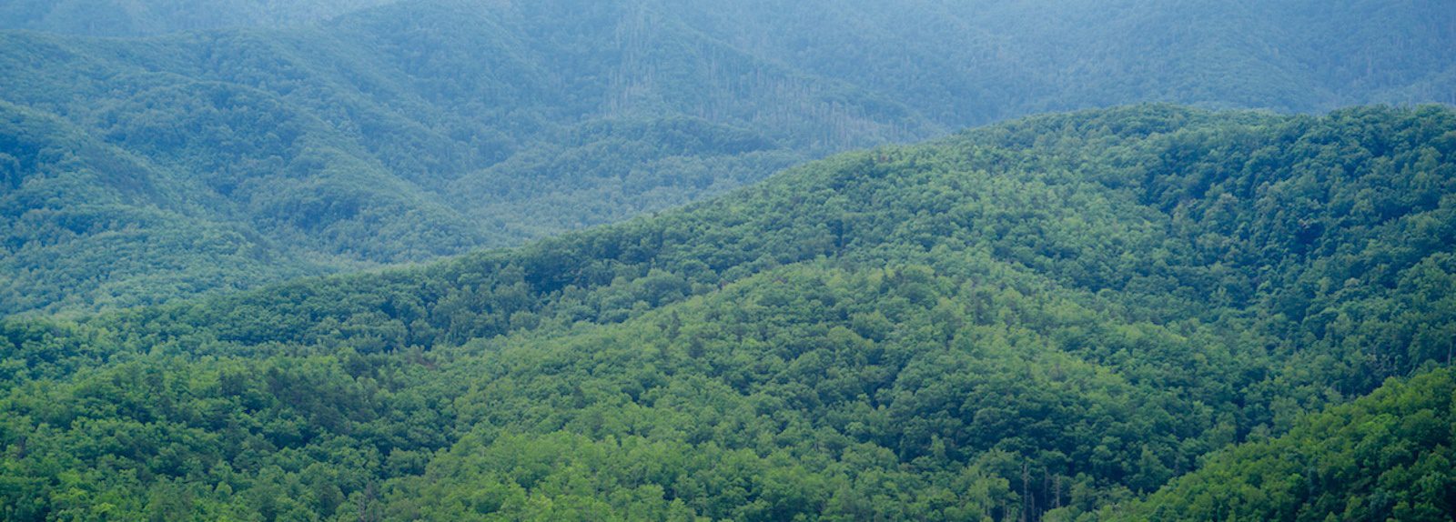 10 Fun Facts About the Smoky Mountains That Might Surprise You