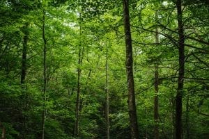 trees in the smoky mountains national park