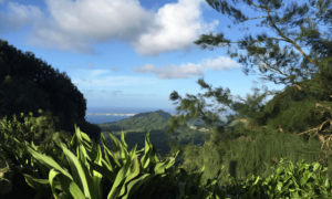 view of the oahu coastline from the mountains above full of plants