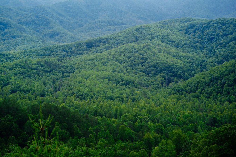 Top 5 Reasons to Experience Our Zipline Tours During Your Spring Break in Gatlinburg