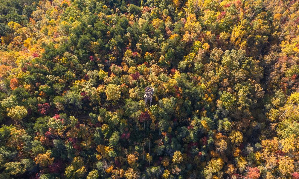 Experience Ziplining During Fall in the Smoky Mountains