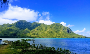 lush green rainforests on a mountainside on oahu