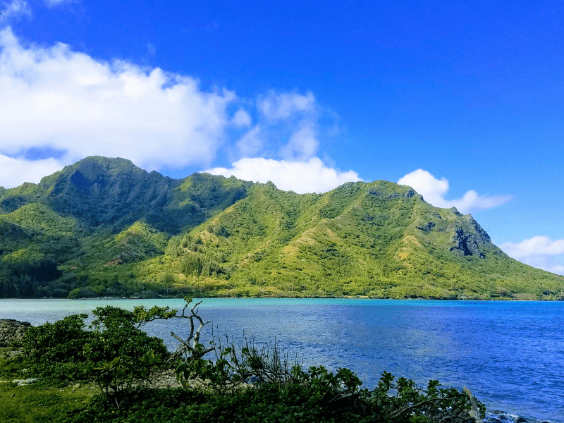 lush green rainforests on a mountainside on oahu