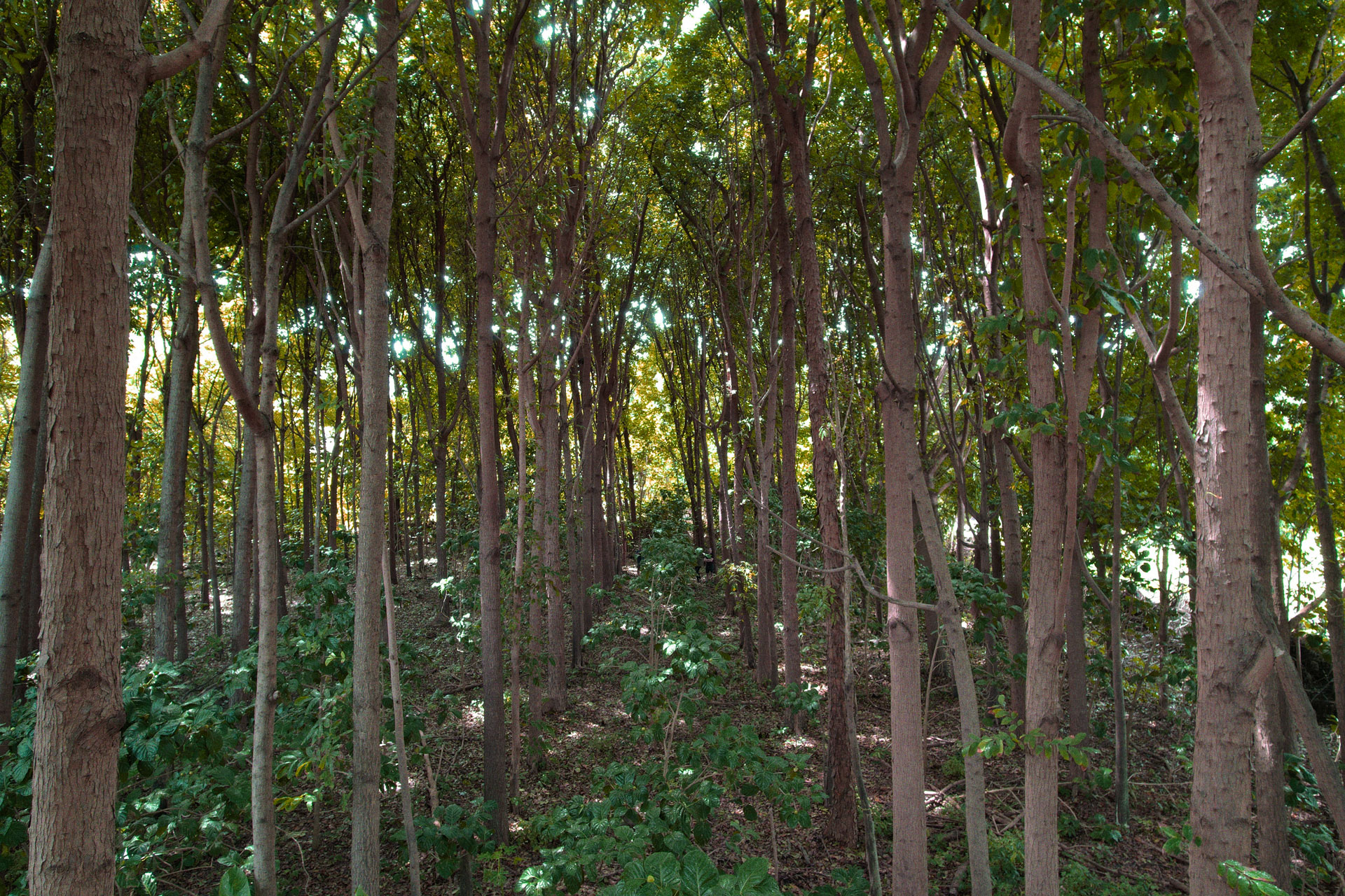 Reforested native grove in the lands mauka of Lāʻie